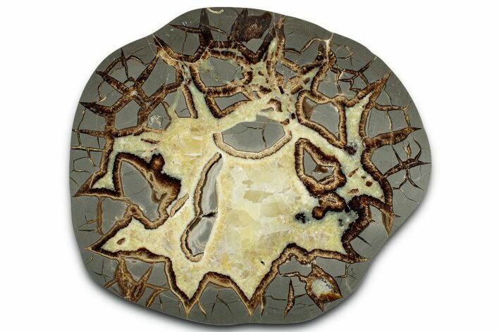 Polished Septarian Slab - Utah #318121